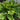 Hosta 'Don Stevens'
