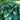 Hosta 'Empress Wu'