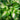 Hosta 'Enterprise'