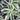 Hosta 'Firn Line'