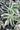 Hosta 'Firn Line'