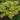 Hosta 'Fragrant Bouquet'