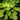 Hosta 'Glad Tidings'