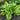 Hosta 'Golden Tiara'