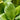 Hosta 'Goosberry Sundae'