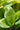 Hosta 'Goosberry Sundae'