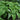 Hosta 'Green Acres'