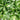 Hosta 'Green Kabitan'