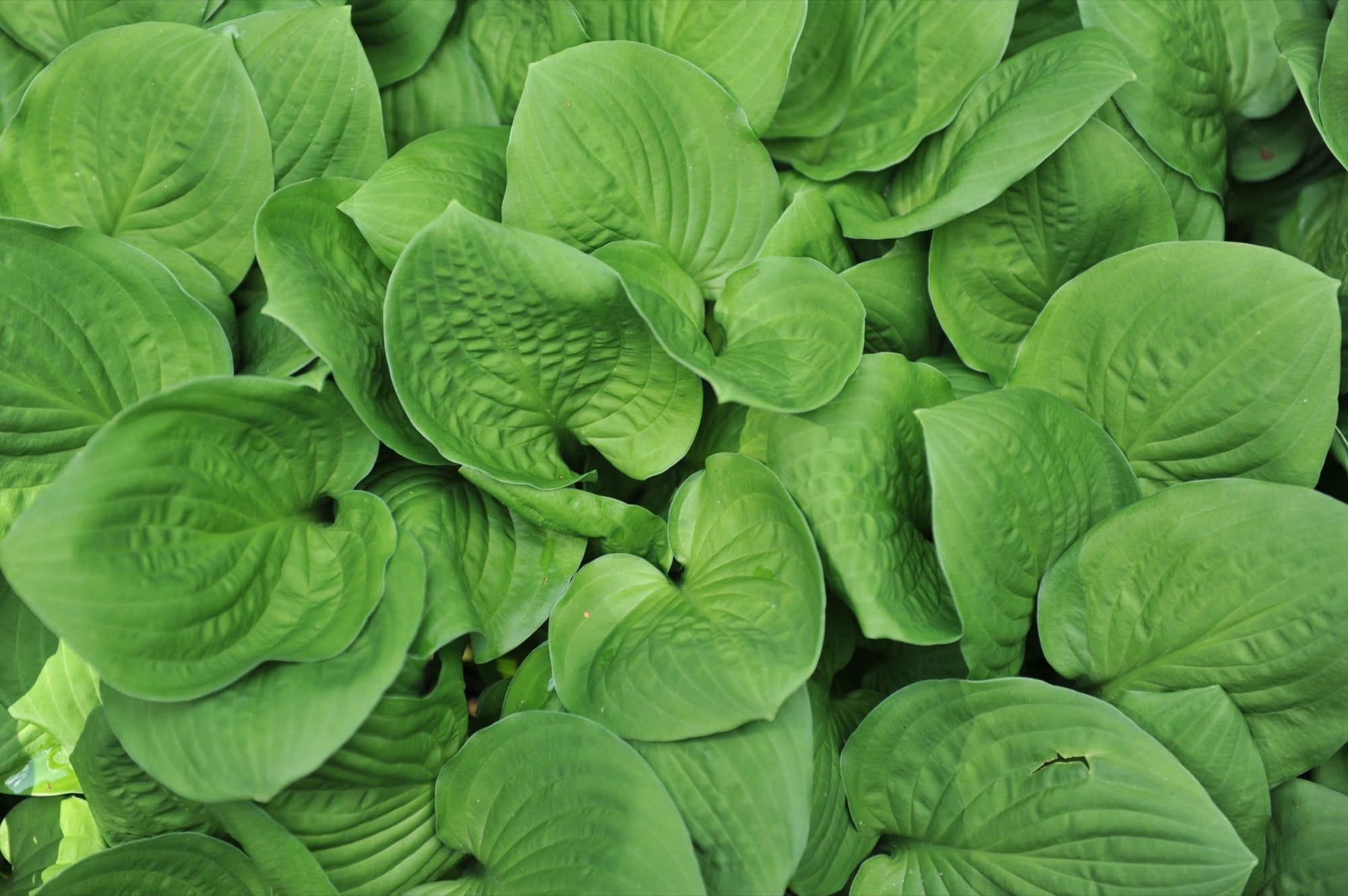 Lin Lin Bells Hosta 'Honeybells' - 2026 – Lincspplants