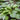 Hosta 'Invincible'