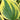 Hosta 'Ivory Coast'