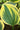 Hosta 'Ivory Coast'