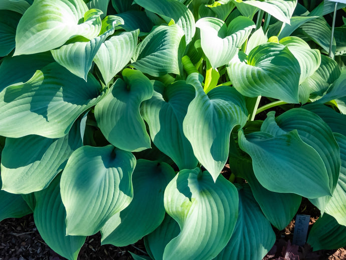 Hosta 'Krossa Regal' - 2026 – Lincspplants