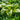 Hosta 'Lakeside Dragonfly'