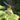 Hosta 'Lakeside Dragonfly'