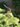 Hosta 'Lakeside Dragonfly'