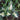 Hosta 'Lakeside Paisley Print'