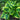 Hosta 'Majesty'