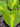Hosta 'Mango Tango'