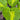 Hosta Mango Tango - BPM047 Packs