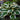 Hosta 'Minute Man'