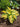 Hosta 'Morning Star'