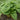 Hosta 'Niagara Falls'