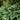 Hosta Patriot - BP047 Packs