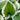 Hosta Fortunei 'Patriot'