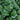 Hosta 'Pizzazz'
