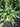 Hosta 'Ripple Effect'
