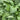 Hosta 'Royal Standard'