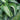Hosta 'Snake Eyes'