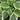 Hosta 'So Sweet'
