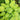 Hosta 'Stained Glass'