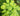 Hosta 'Stained Glass'