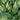 Hosta 'Striptease'
