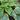 Hosta 'Sugar And Spice'