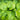 Hosta 'Sum And Substance'