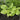 Hosta 'Sum And Substance'