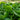 Hosta 'Sum And Substance'