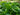 Hosta 'Sum And Substance'