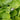 Hosta 'Sum And Substance'