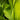 Hosta 'Sum And Substance'
