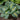 Hosta 'Thunderbolt'