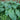 Hosta 'Tom Rex'