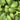 Hosta 'Twist Of Lime'