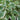 Hosta 'Victory'
