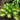 Hosta 'Warwick Comet'