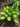 Hosta 'Warwick Comet'